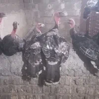 فروش بوقلمون|حیوانات مزرعه|طارم (زنجان), |دیوار