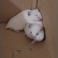 همستر واگذار می شود