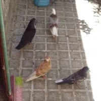 جوجه ی پری