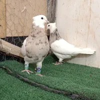 طوقی اجری 1یک|پرنده|شاهینشهر, عطار|دیوار