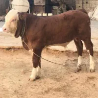 فروش گوساله جنس درجه یک