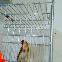 سهره ۴ گل و قناری مست شلاقی زنگی|پرنده|مشهد, کوی دروی|دیوار