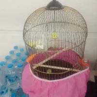 قفس گرد نو سالم