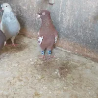 کبوتر سینه ای|پرنده|شیراز, منطقه هوایی شهید دوران|دیوار