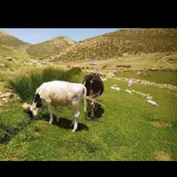 فروش گاو و گوساله یکساله سیمنتال