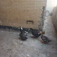 اردک