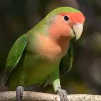 طوطی برزیلی پیدا شده