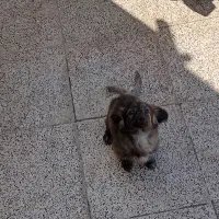 سگ پاکوتاه فروشی