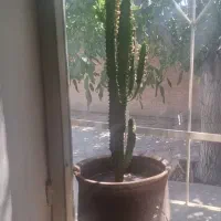 گل زیبا