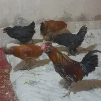 فروش خروس ومرغ