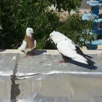 دمی طوقی پلاکی کفتر  یک