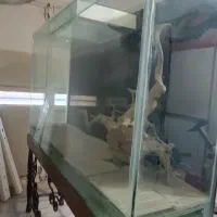 آکواریوم درجه یک