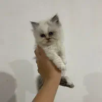 گربه پرشین|گربه|گرگان, |دیوار