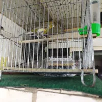 قناری ماده|پرنده|تهران, نازی‌آباد|دیوار