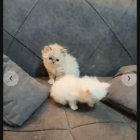 پرشین هیمالین|گربه|رامسر, |دیوار