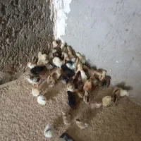 جوجه مرغ محلی