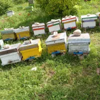 کندو با زنبور عسل سرحال