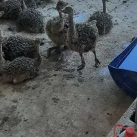 پیش فروش جوجه شتر مرغ|حیوانات مزرعه|شیراز, علی آباد|دیوار