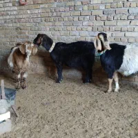 بز جوان اوست