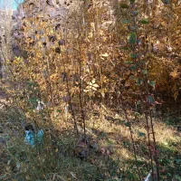 نهال گردو|گل و گیاه طبیعی|چناران, |دیوار
