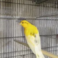 قناری نر و ماده