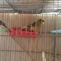 قناری گلاستر|پرنده|سهند, |دیوار