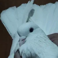 کفترخال پیس|پرنده|تهران, شهرک رضویه|دیوار