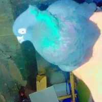 کبوتر زاغ آبادانی