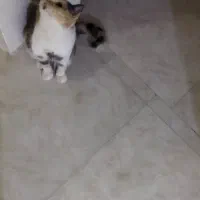 گربه پرشین اگزاتیک