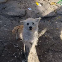 سک پا کوتاه|سگ|اردبیل, |دیوار