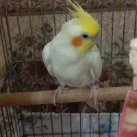 جفت عروس هلندی سخنگو مولد با جوجه