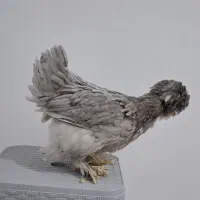 مرغ و خروس سلطان ۳ عدد|حیوانات مزرعه|تهران, افسریه شمالی|دیوار