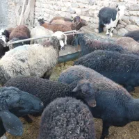 گوسفند داشتی