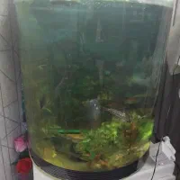 آکواریوم خمیده با تجهیزات کامل و ماهی