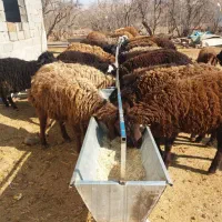 اخور ابخور آخور آبخور آبشخور ابشخور گالوانیزه|حیوانات مزرعه|خاوران, |دیوار