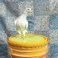 کفتر سینه سیاه و دم سفید