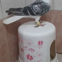 کفتر صید زدخوردی