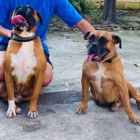 واگذاری جفت سگ باکسر|سگ|چالوس, |دیوار