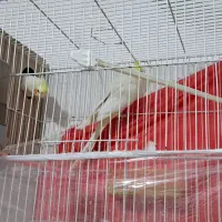 عروس هلندی جفت