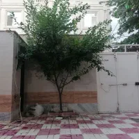 اجاره آپارتمان تک واحدی|اجارهٔ آپارتمان|قوچان, |دیوار