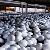 حراج  کمپوست قارچ دکمه ای|حراج|مهریز, |دیوار