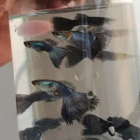 فروش ماهی گوپی نژاد های مختلف