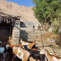 فروش کهره گوین|حیوانات مزرعه|رویدر, |دیوار