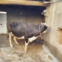 گاوسیمینتال4ماه آبستن|حیوانات مزرعه|مریوان, |دیوار