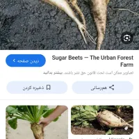 چغندر قند ورسمی|خدمات باغبانی و درختکاری|تربت جام, جامرود|دیوار