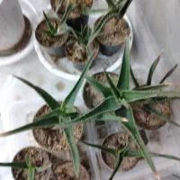 انواع گل آپارتمانی با ارسال رایگان|گل و گیاه طبیعی|پیر بکران, |دیوار