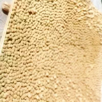 کلگ بلوط زغال