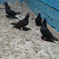 اشعل سیاه|پرنده|بندر ماهشهر, |دیوار