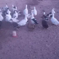 تعدادی اردک و مرغ و خروس چاق و درجه یک