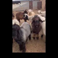 بره نر پرواری